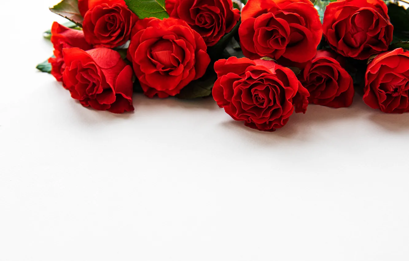 Photo wallpaper white, background, roses, bouquet, petals, red, beautiful