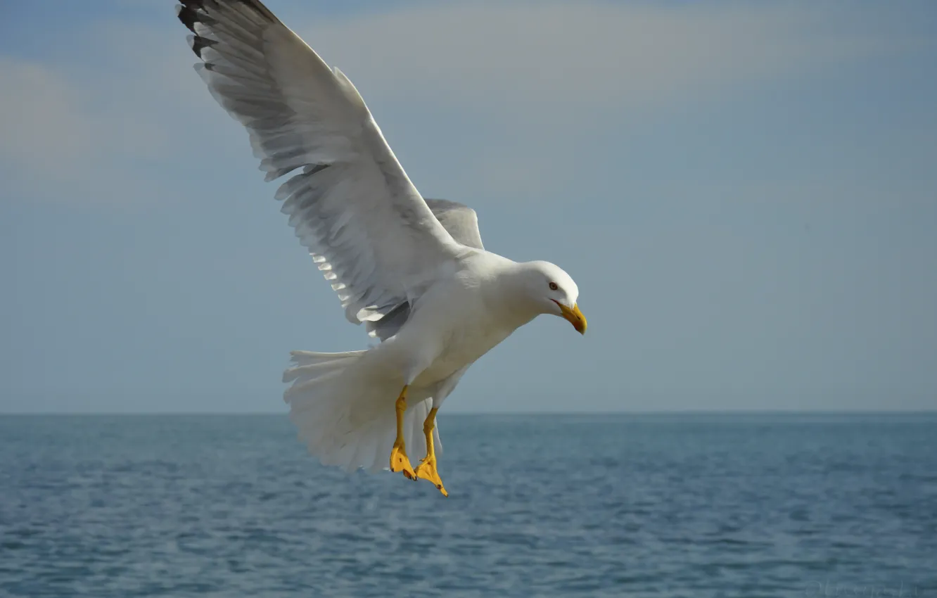 Photo wallpaper sea, wave, the sky, blue, bird, Seagull