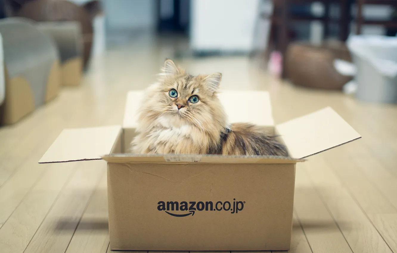 Photo wallpaper cat, box, the game, Daisy, © Benjamin Torode