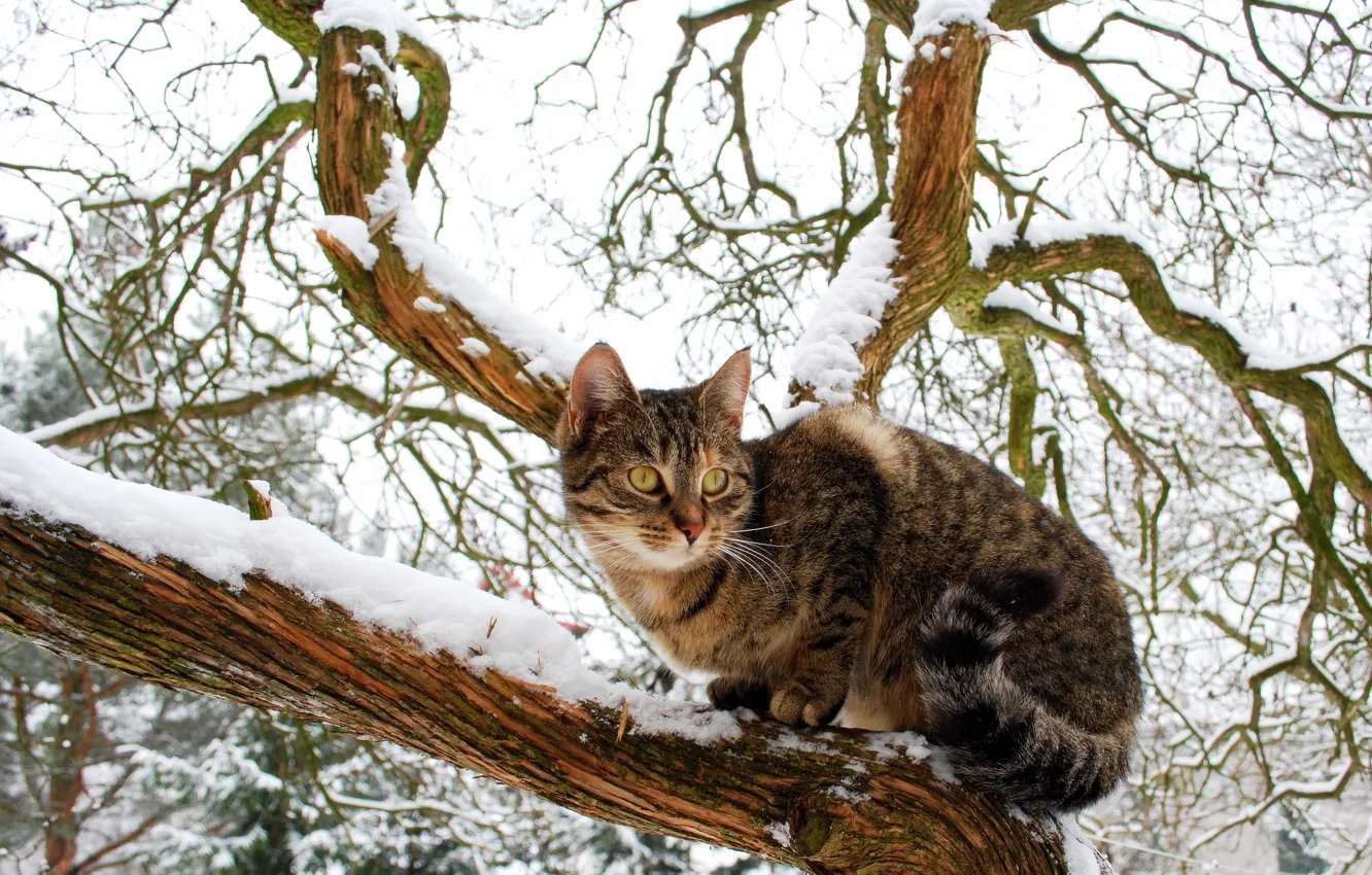 Photo wallpaper look, snow, tree, observation, The domestic cat