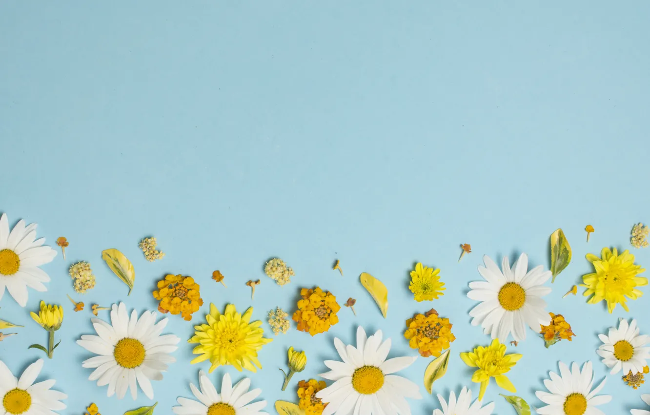 Photo wallpaper flowers, chamomile, white, yellow, flowers, background, blue background, camomile