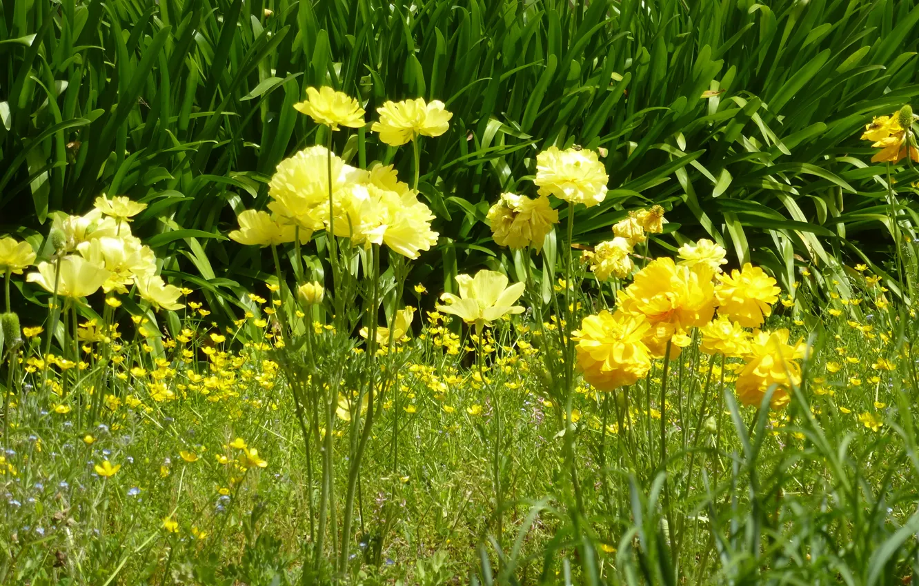 Photo wallpaper roma, flowers, Italia