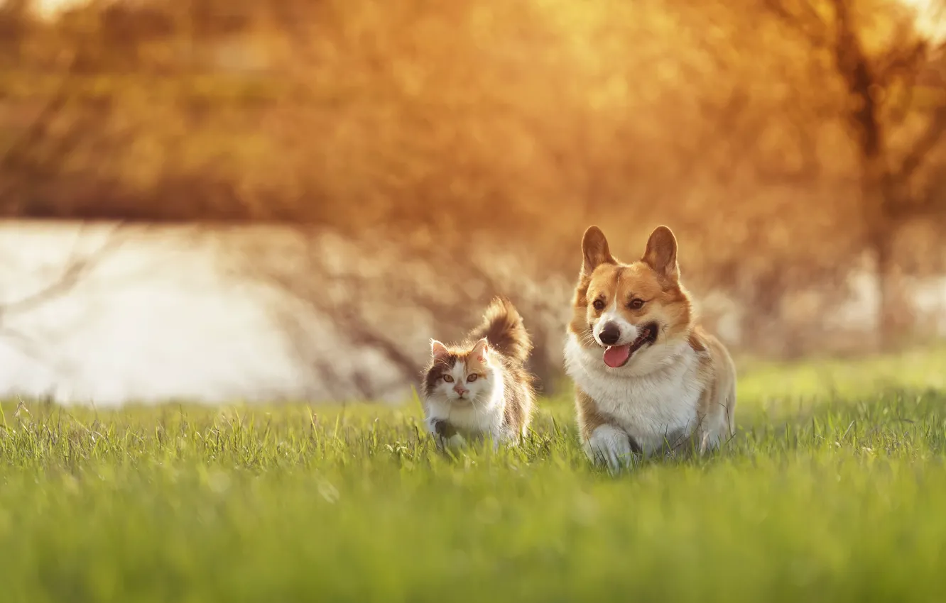 Photo wallpaper cat, cat, nature, dog, Corgi