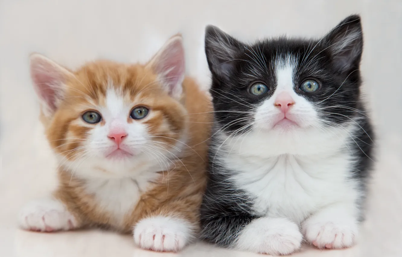 Photo wallpaper cat, white, look, pose, background, black, two, portrait