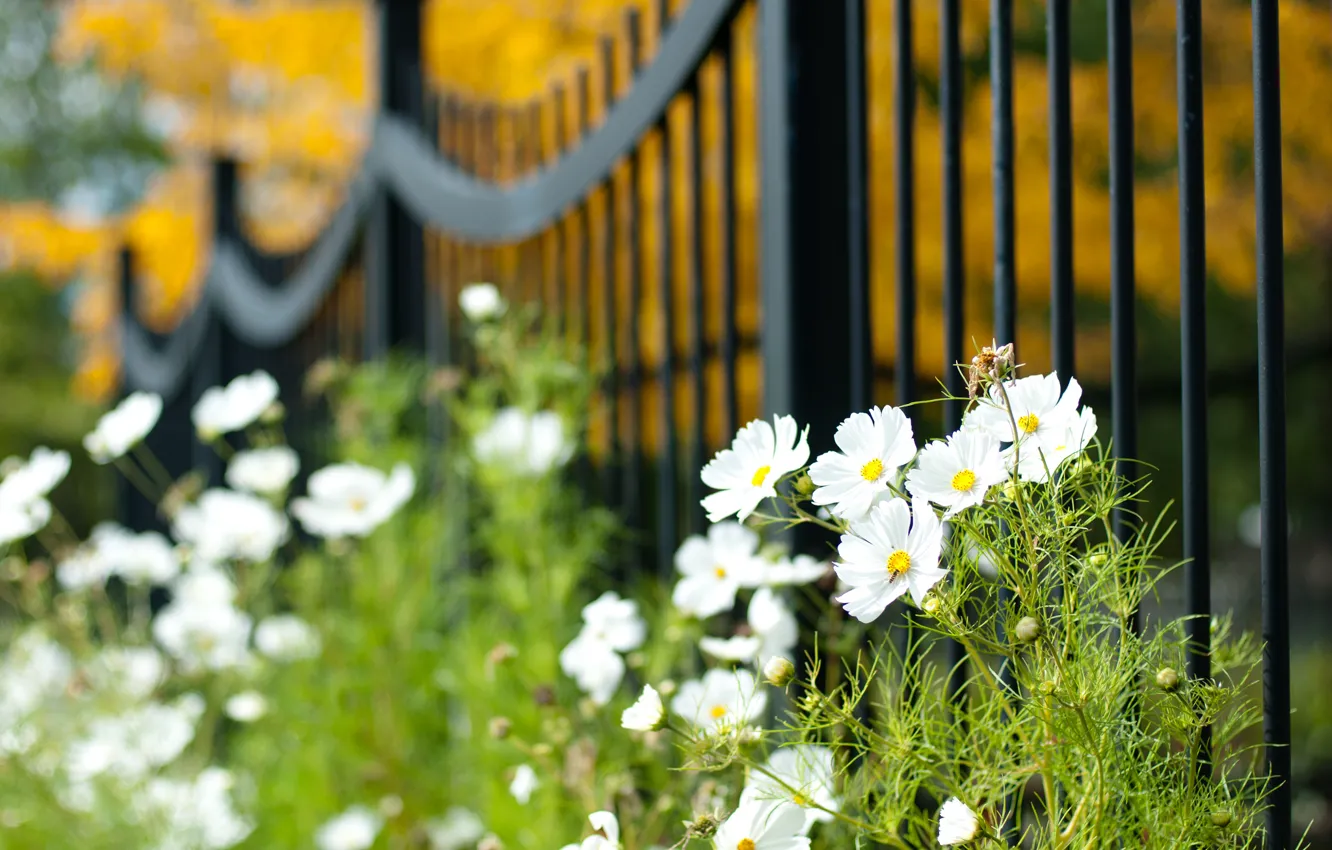 Photo wallpaper flowers, the fence, petals, blur, white, Kosmeya