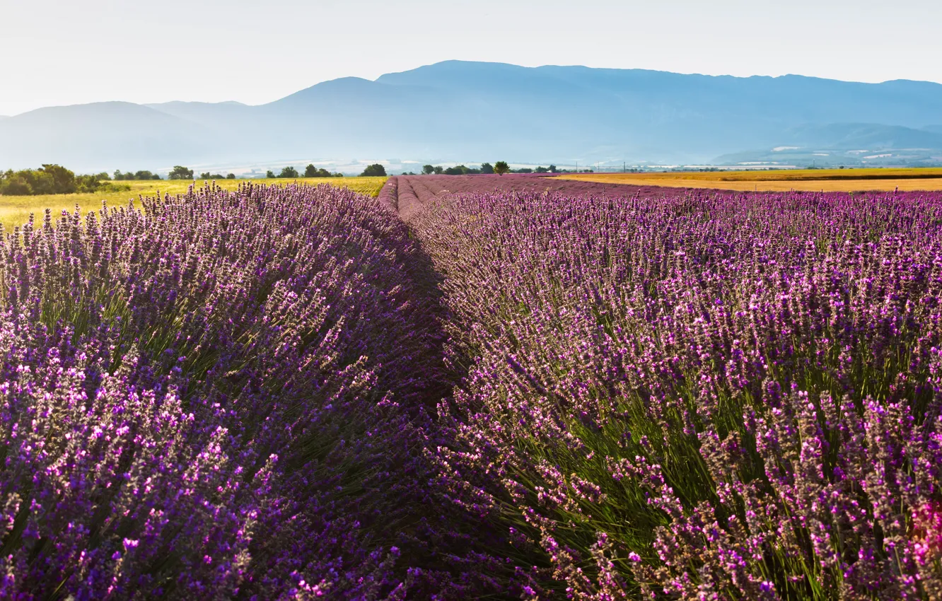 Photo wallpaper field, summer, the sky, trees, flowers, mountains, nature, France