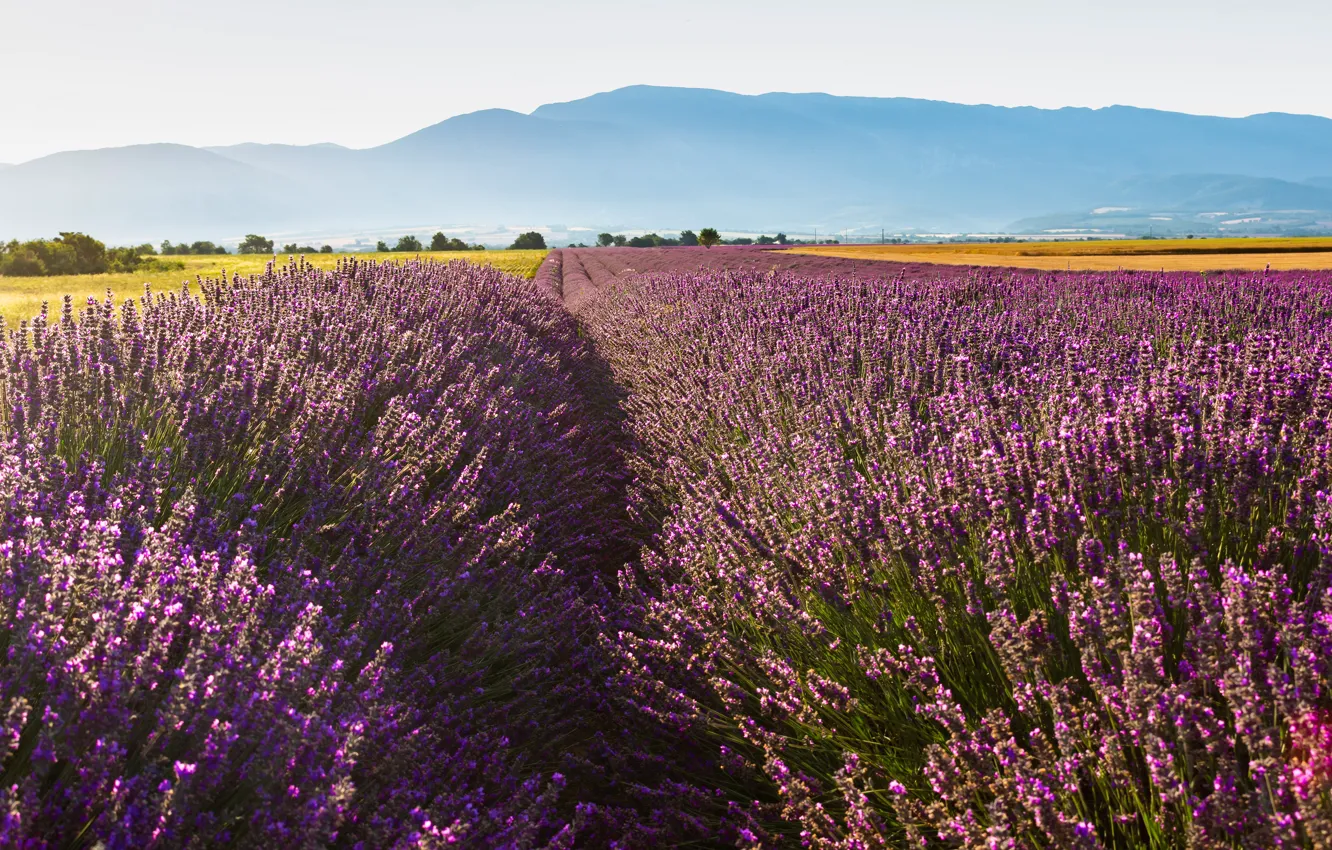 Photo wallpaper flowers, plantation, a lot, mountains, nature, lavender field, France, trees