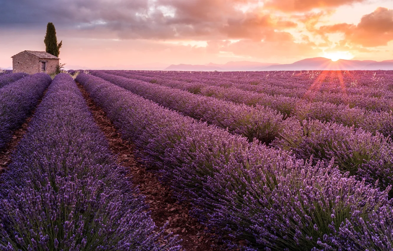 Photo wallpaper France, sunrise, France, sunrise, Provence, Provence, lavender field, lavender field