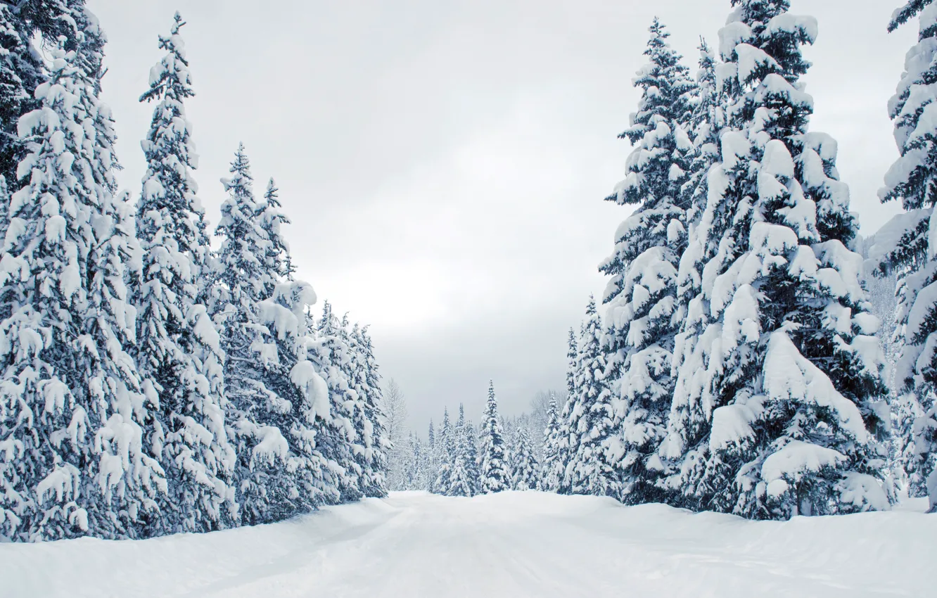 Photo wallpaper winter, road, forest, snow, winter, tree, ate, the snow