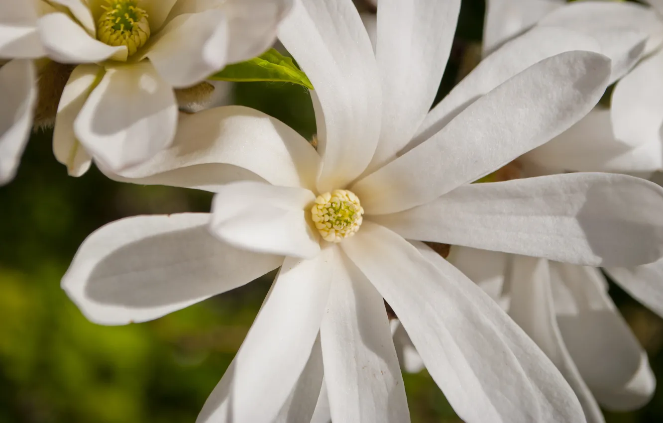 Photo wallpaper white, macro, Magnolia