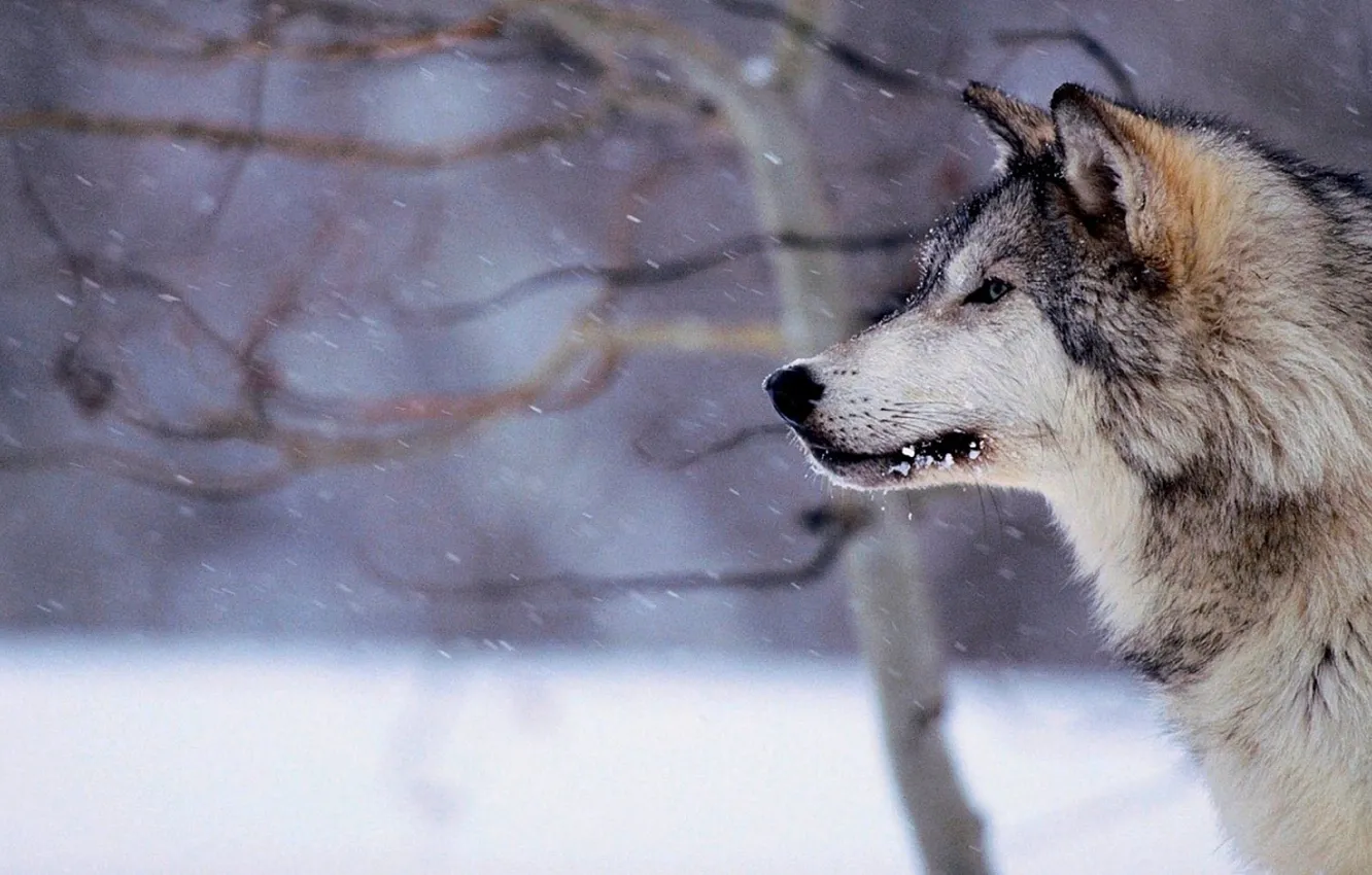 Photo wallpaper Predator, nature, animal, wolf, wildlife, portrait, portrait., Canis lupus. face