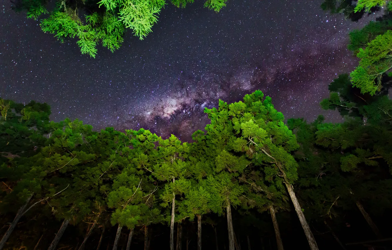 Photo wallpaper the sky, stars, light, trees, night
