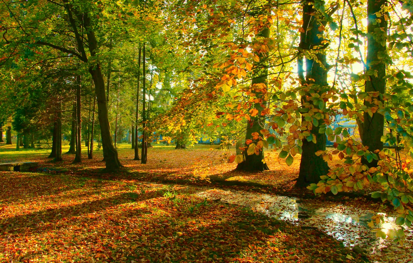 Photo wallpaper trees, park, autumn, fall