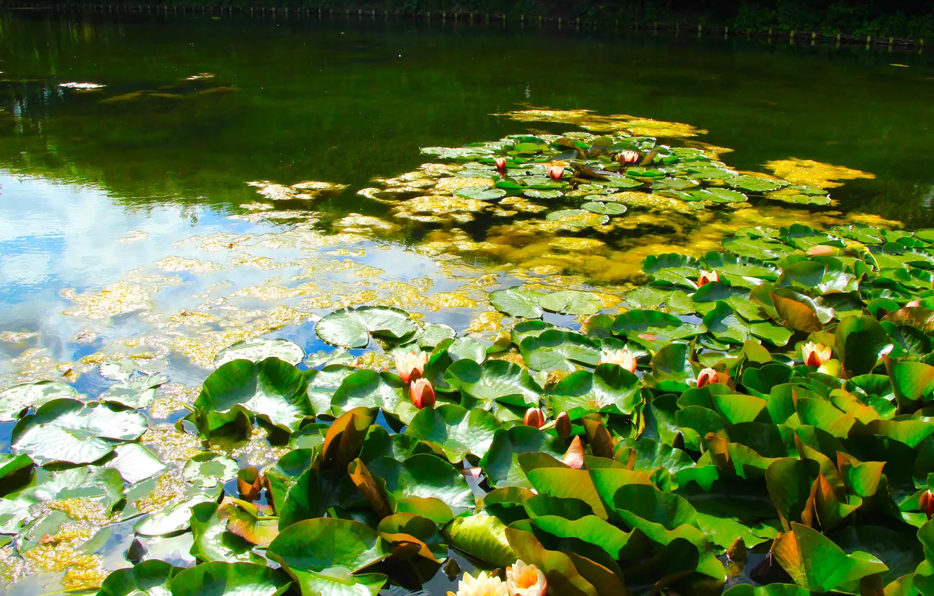 Photo wallpaper water, park, lake, leafs, pond