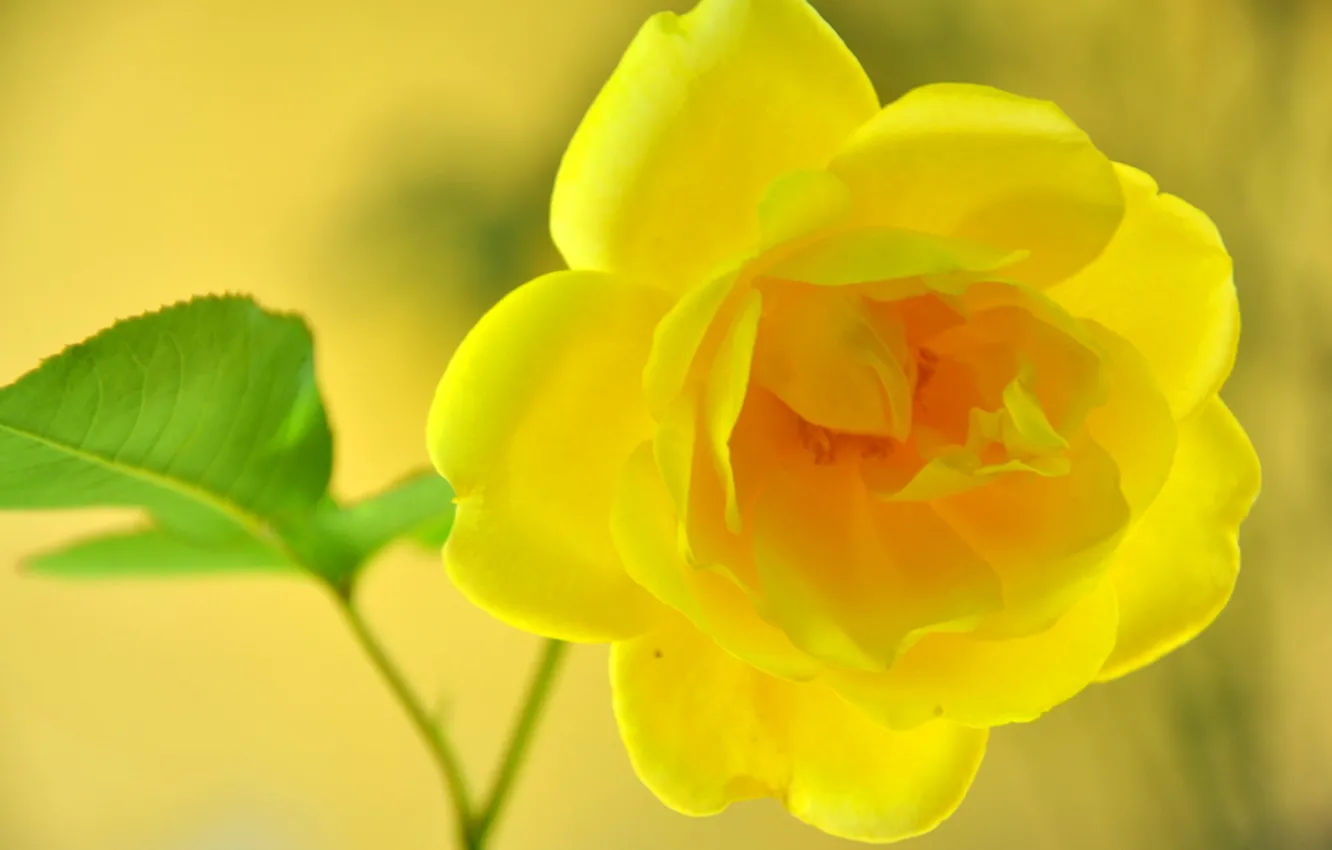 Photo wallpaper macro, nature, roses, petals