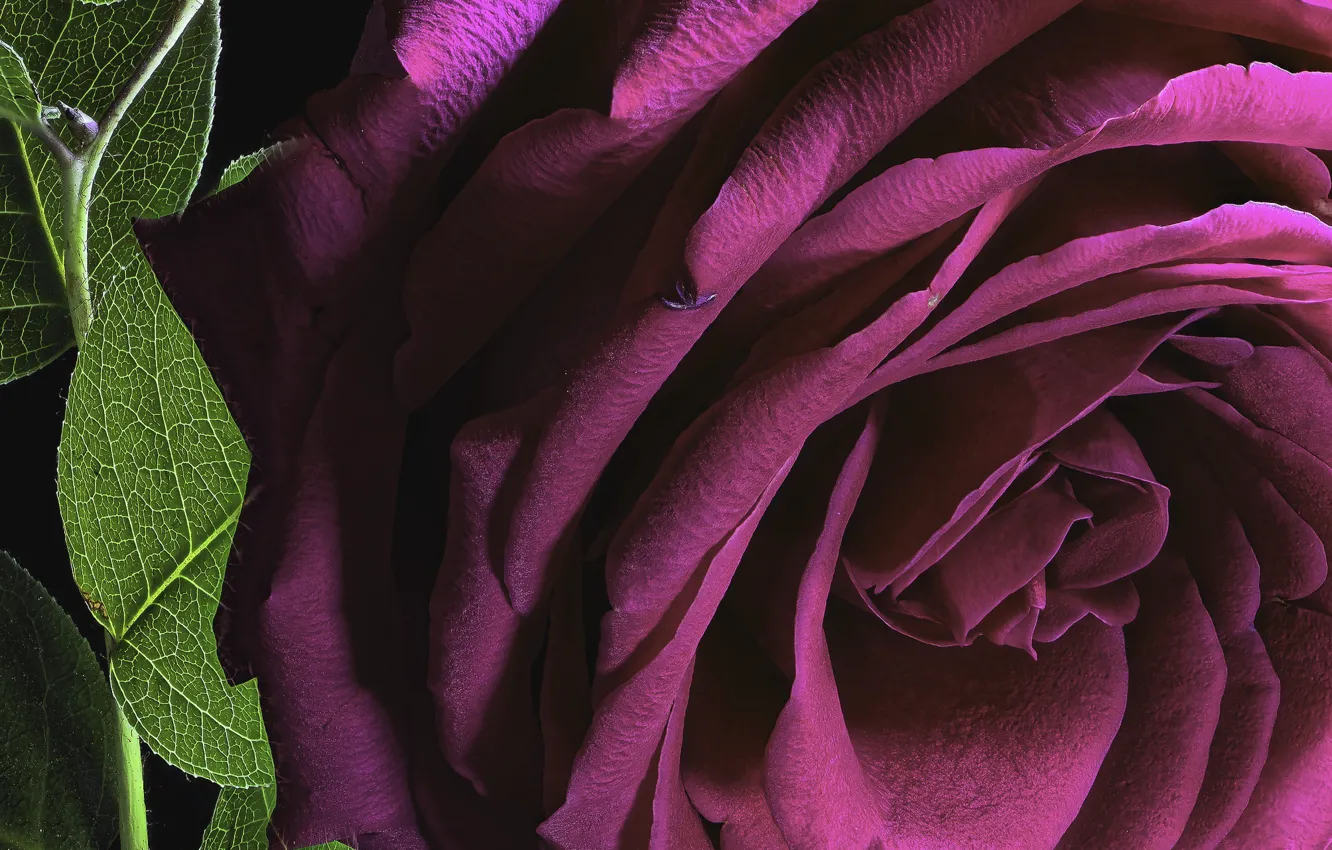 Photo wallpaper macro, roses, petals