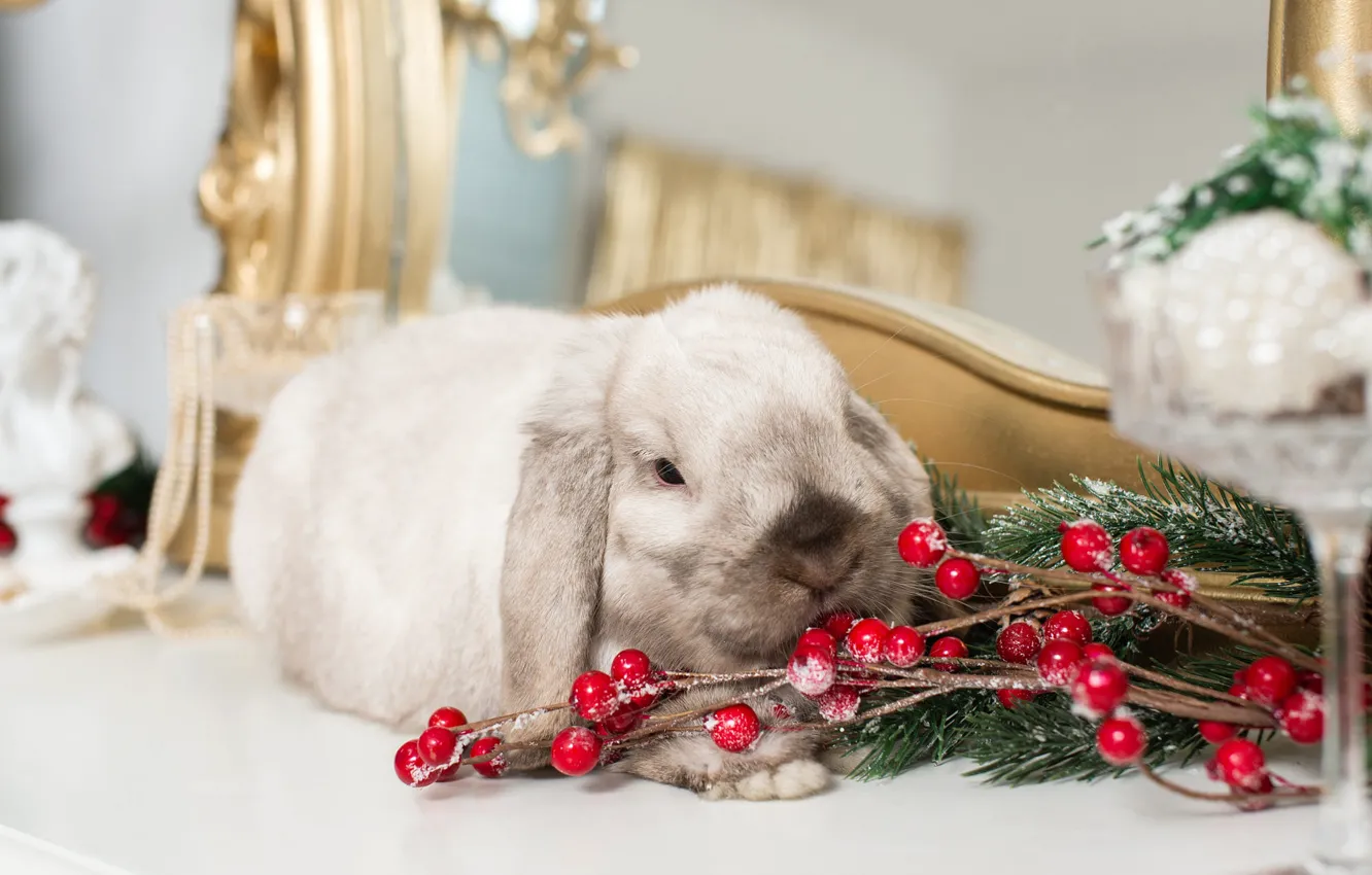Photo wallpaper frost, look, decoration, branches, berries, grey, room, new year