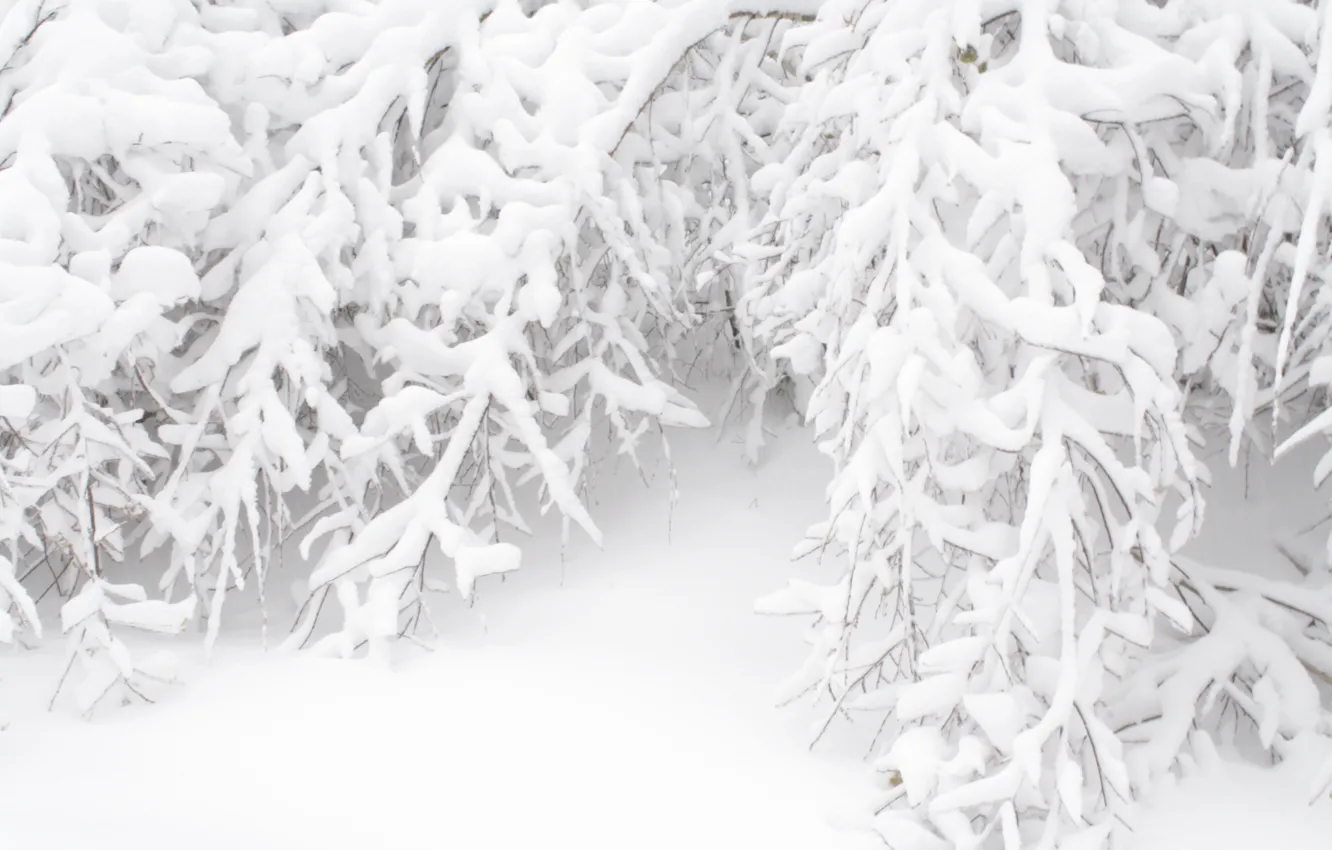 Photo wallpaper forest, snow, trees