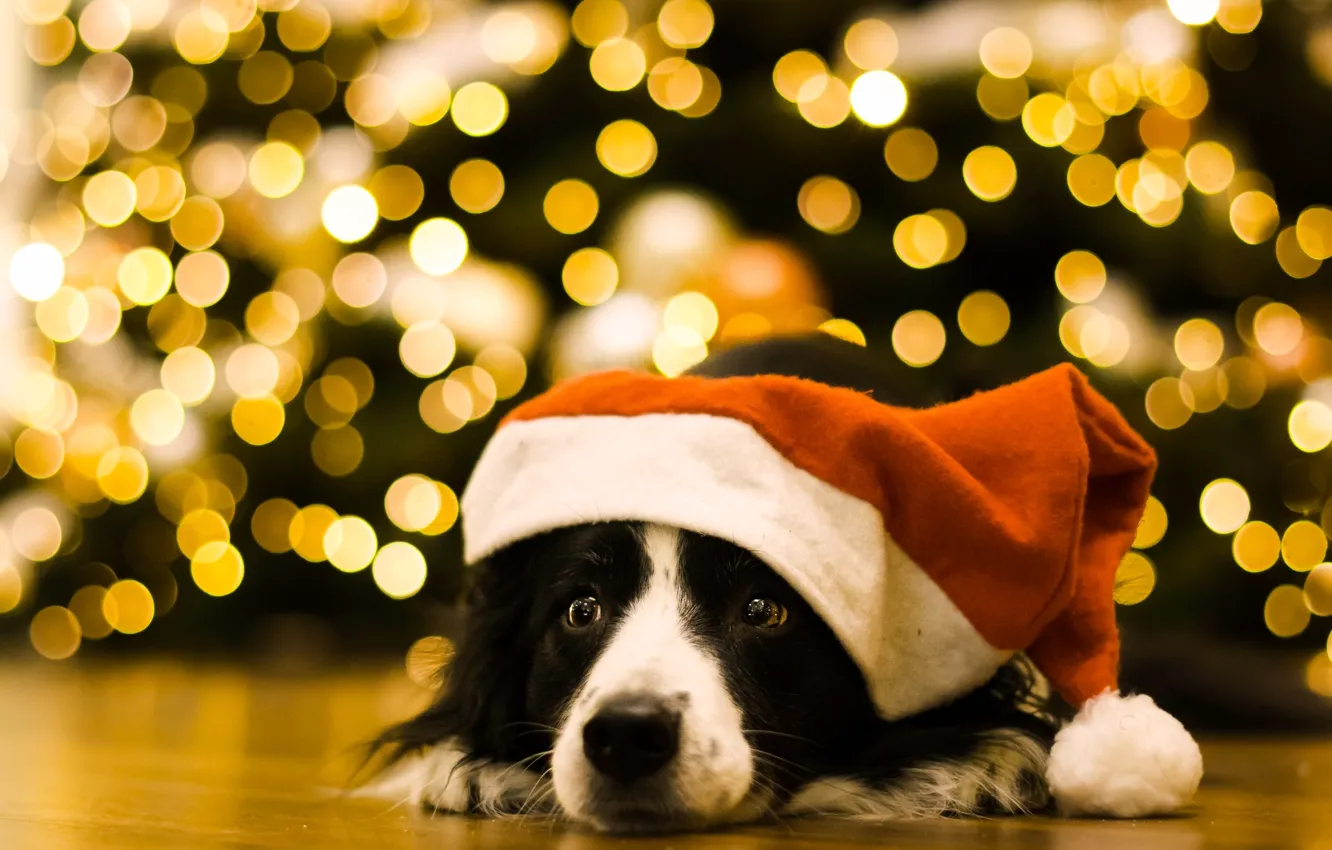 Photo wallpaper look, face, glare, dog, cap