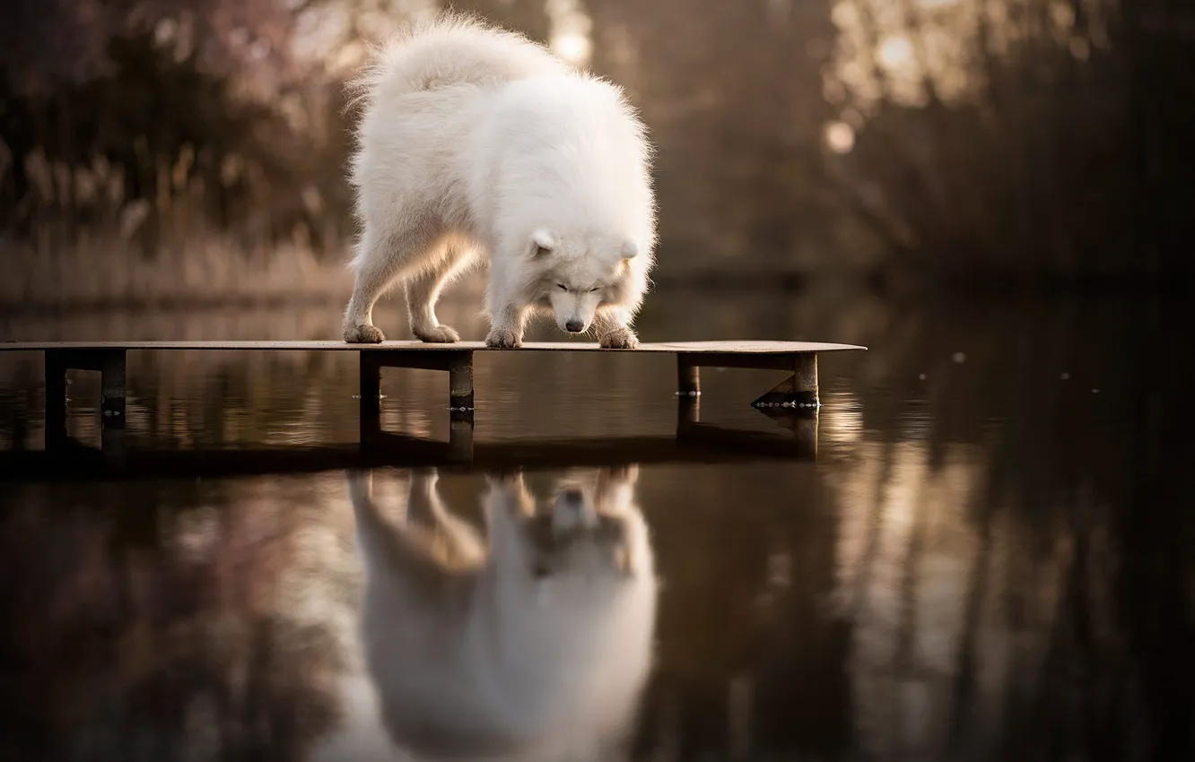 Photo wallpaper white, nature, pose, reflection, dog, pierce, the bridge, bridges