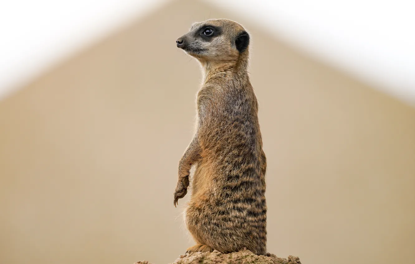 Photo wallpaper nature, background, meerkat
