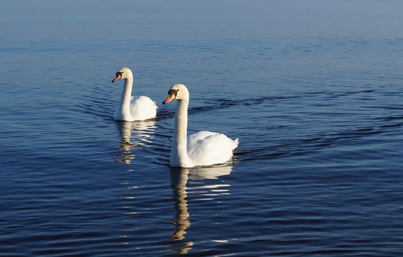Photo wallpaper white, swan, sea, bird, water
