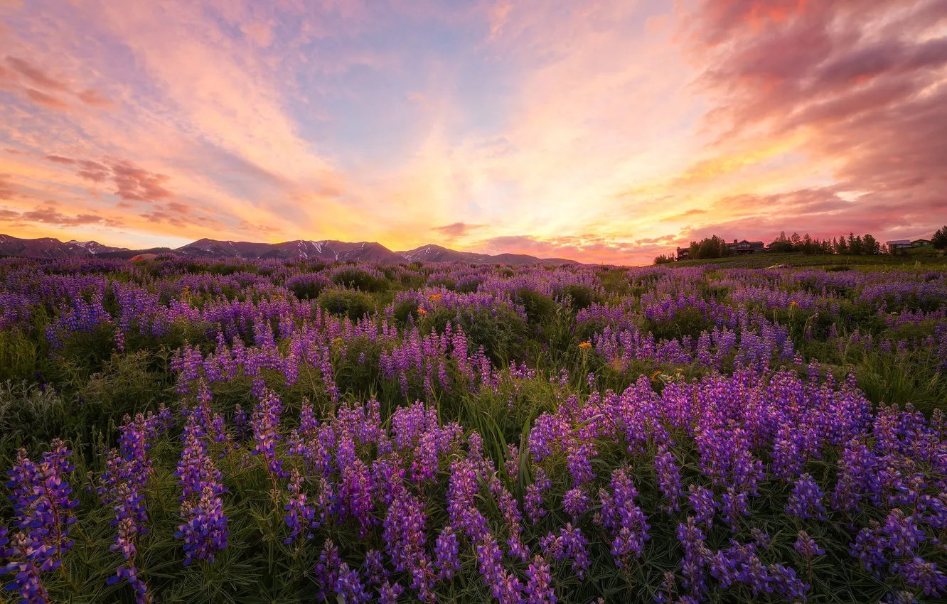 Photo wallpaper field, summer, sunset, flowers, the evening, lilac, lupins