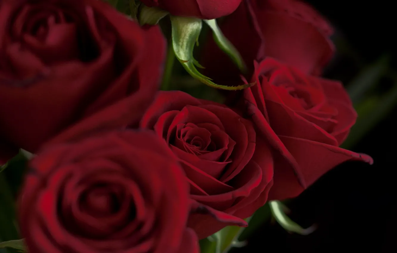 Photo wallpaper flowers, red, roses, bouquet