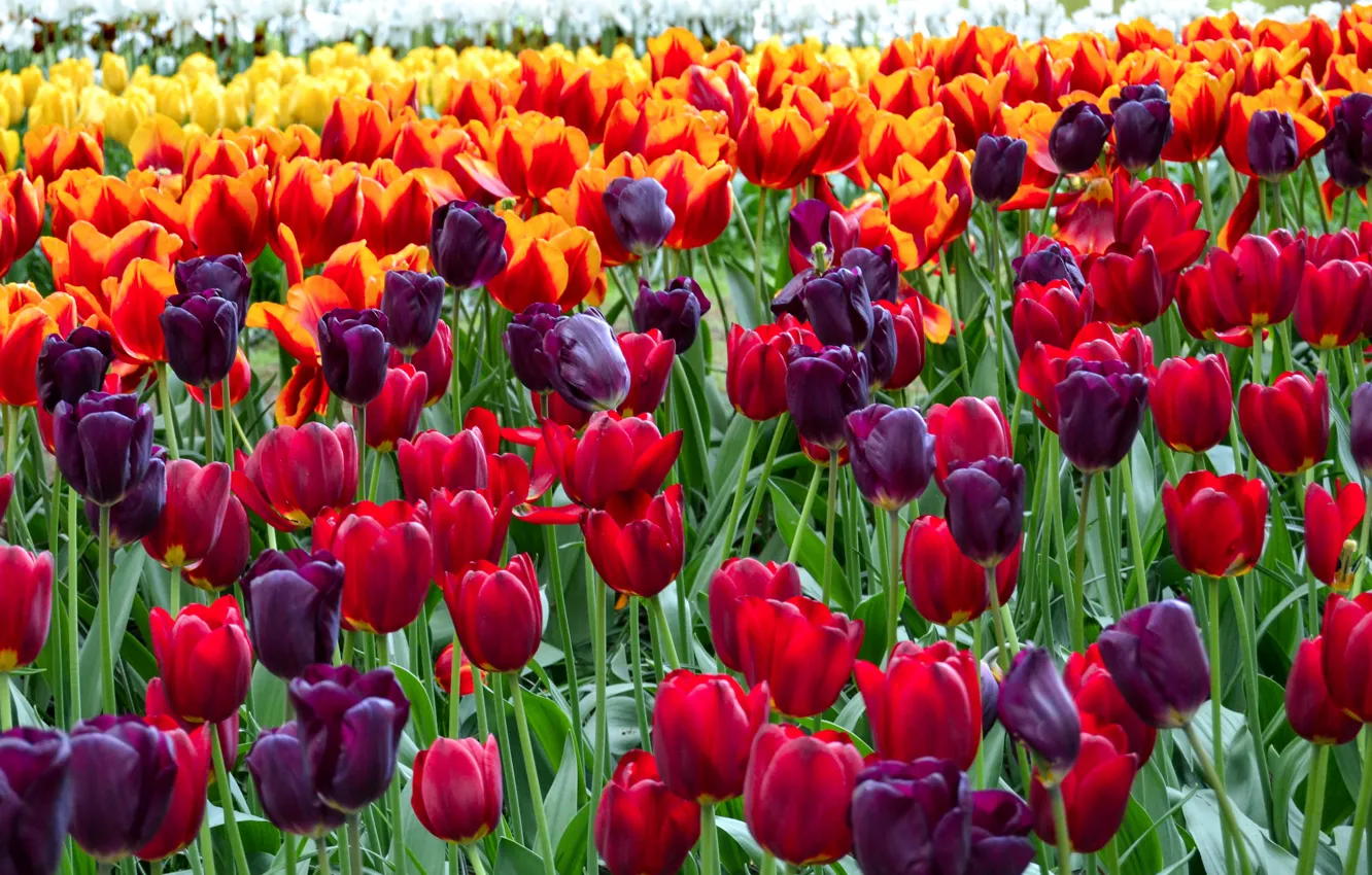 Photo wallpaper tulips, colorful, a lot, closeup