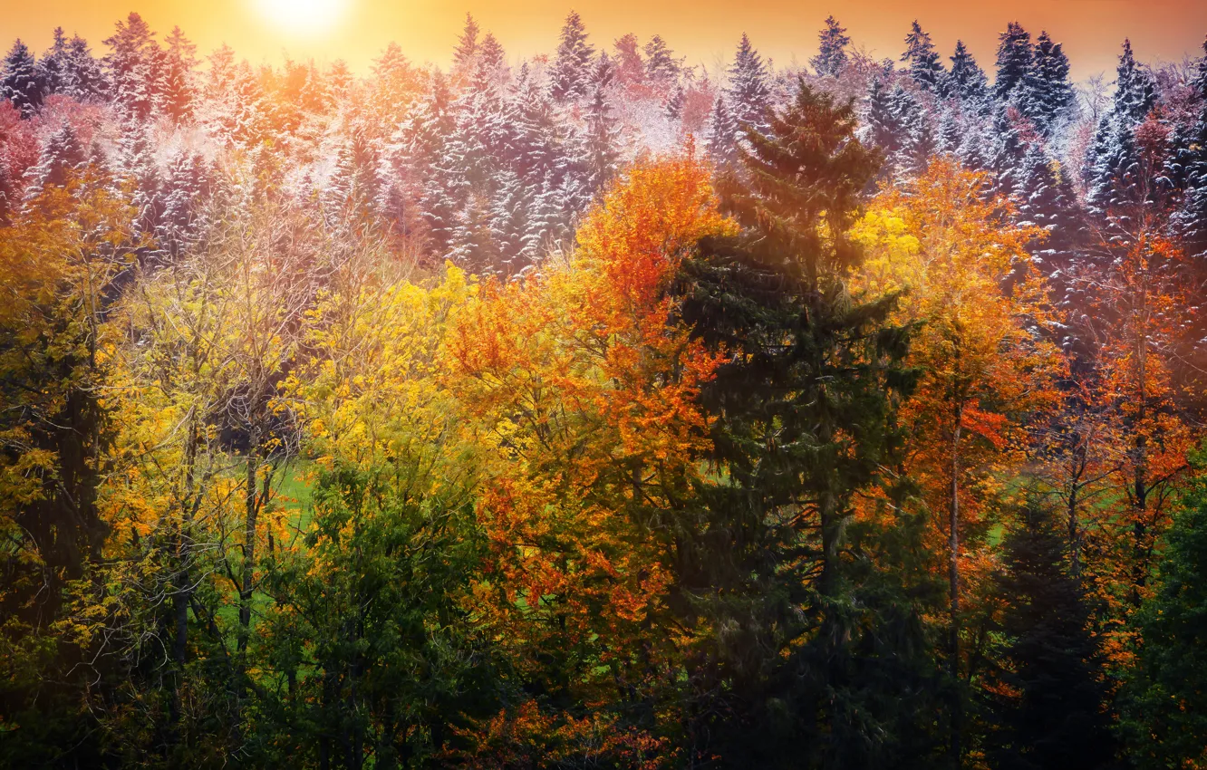 Photo wallpaper autumn, leaves, snow, trees, treatment, Winter is coming