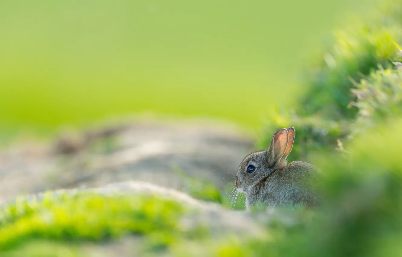 Photo wallpaper grass, look, nature, grey, hare, small, sitting, Bunny