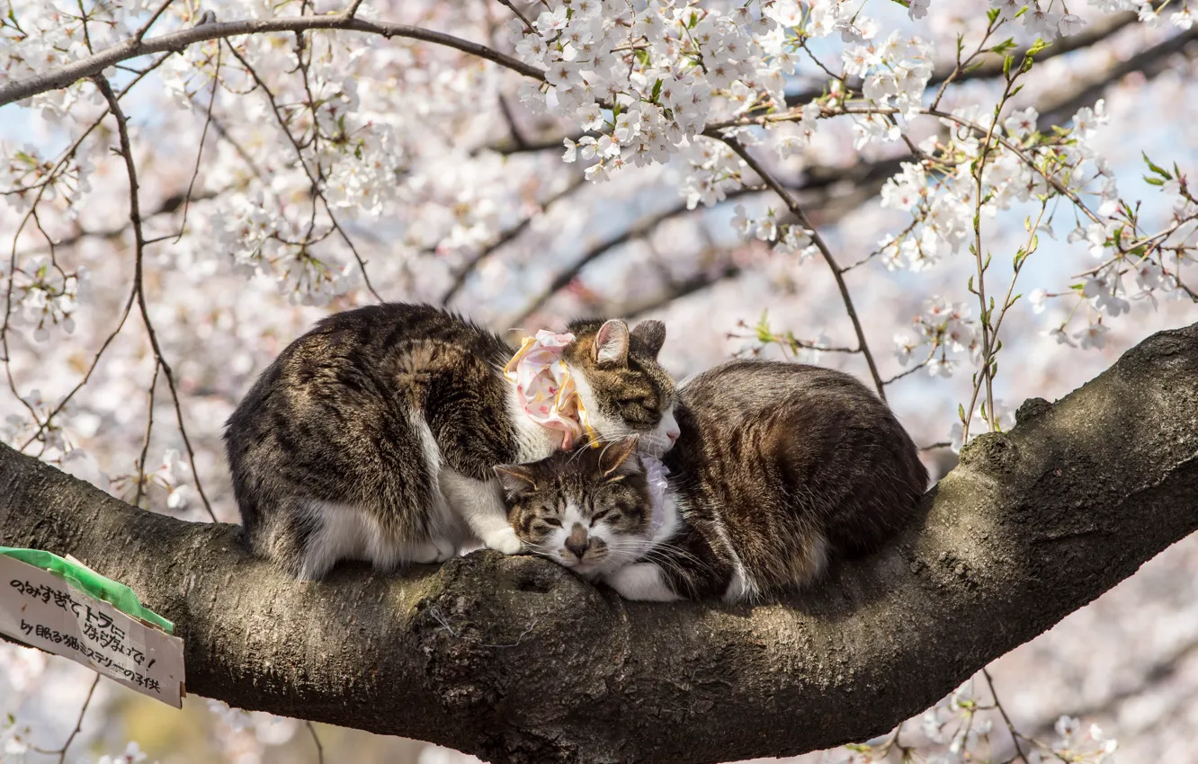 Photo wallpaper Spring, Sakura, Japan, Pair, Animals, Flowering, Cats