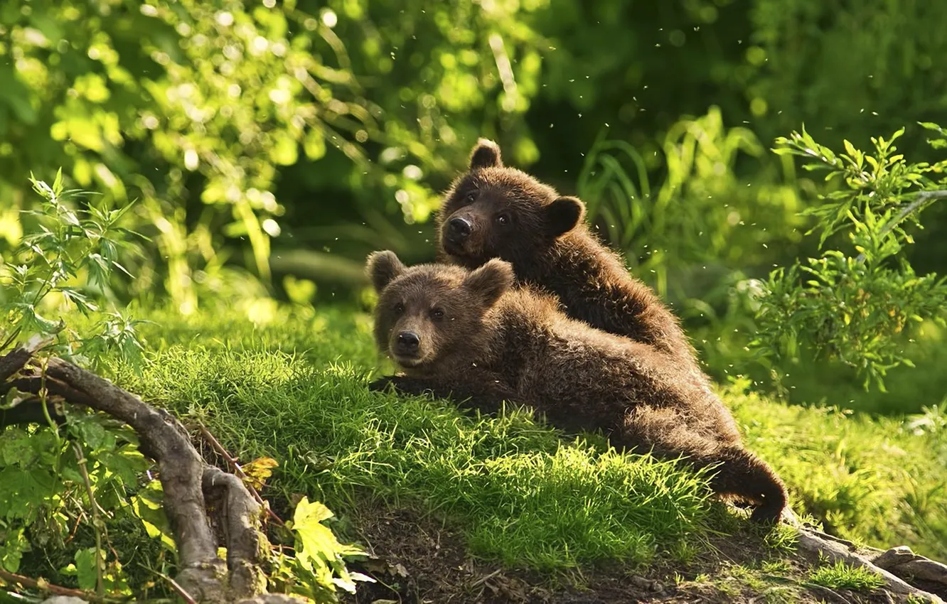Photo wallpaper forest, animals, bears, mosquitoes