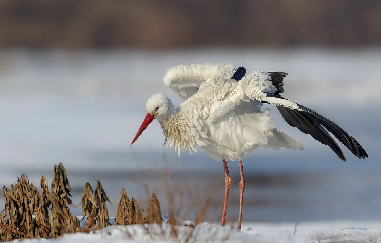 Photo wallpaper winter, bird, stork