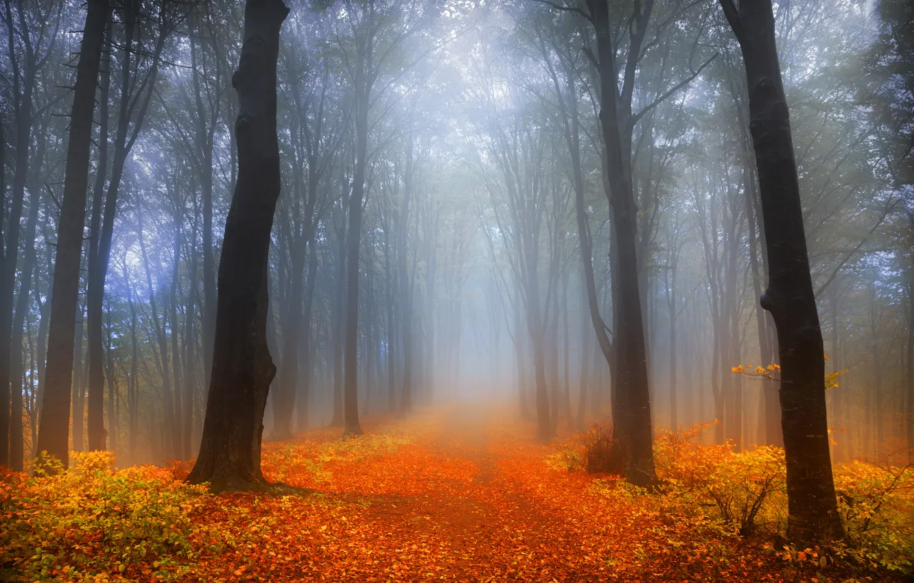Photo wallpaper road, forest, trees, fog, foliage