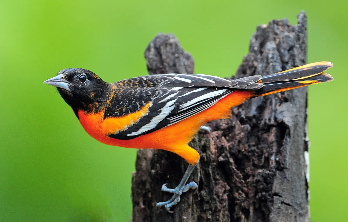 Photo wallpaper bird, stump, feathers, beak, tail