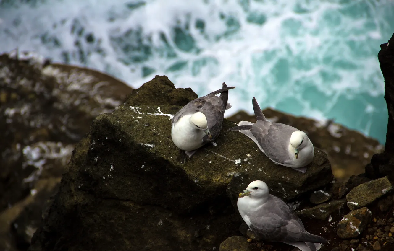 Photo wallpaper nature, stones, bird