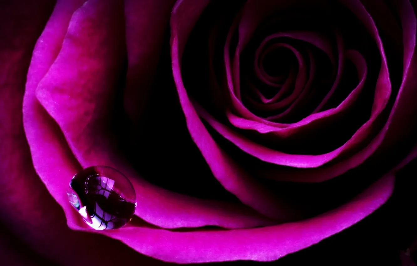 Photo wallpaper water, drops, flowers, roses, petals, buds