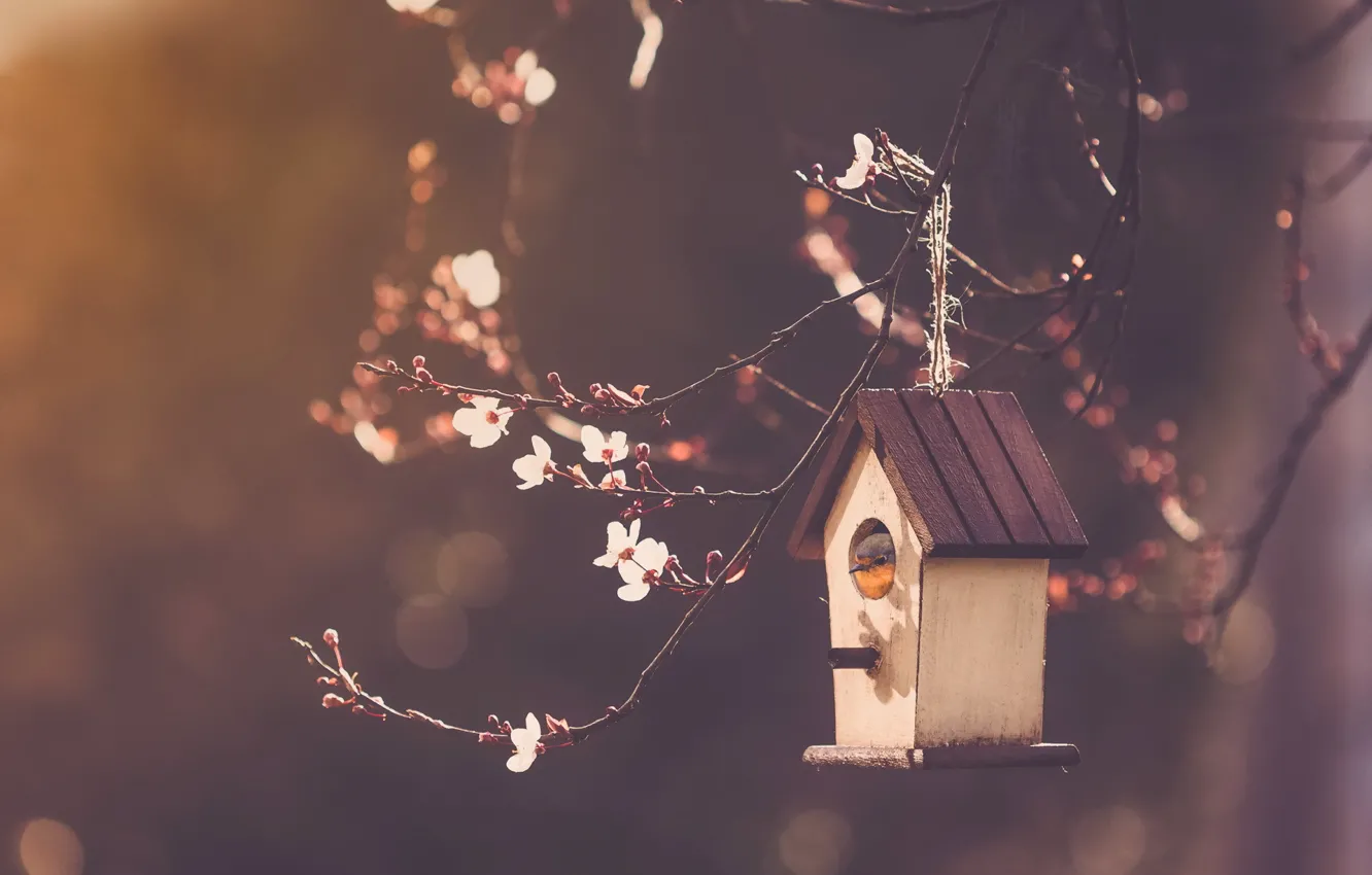 Photo wallpaper branches, nature, Bird house