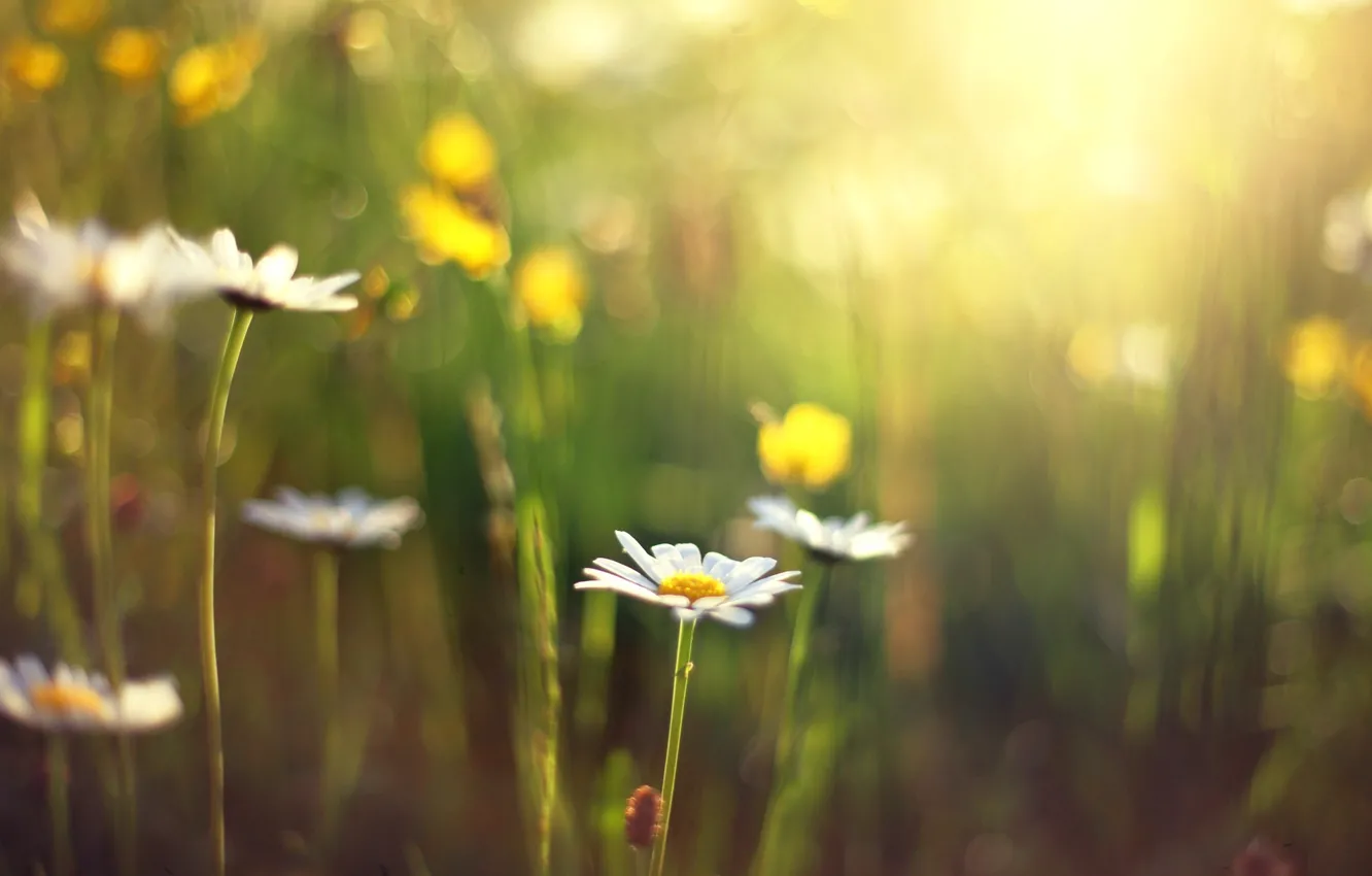 Photo wallpaper flower, the sun, flowers, background, Wallpaper, blur, Daisy, day
