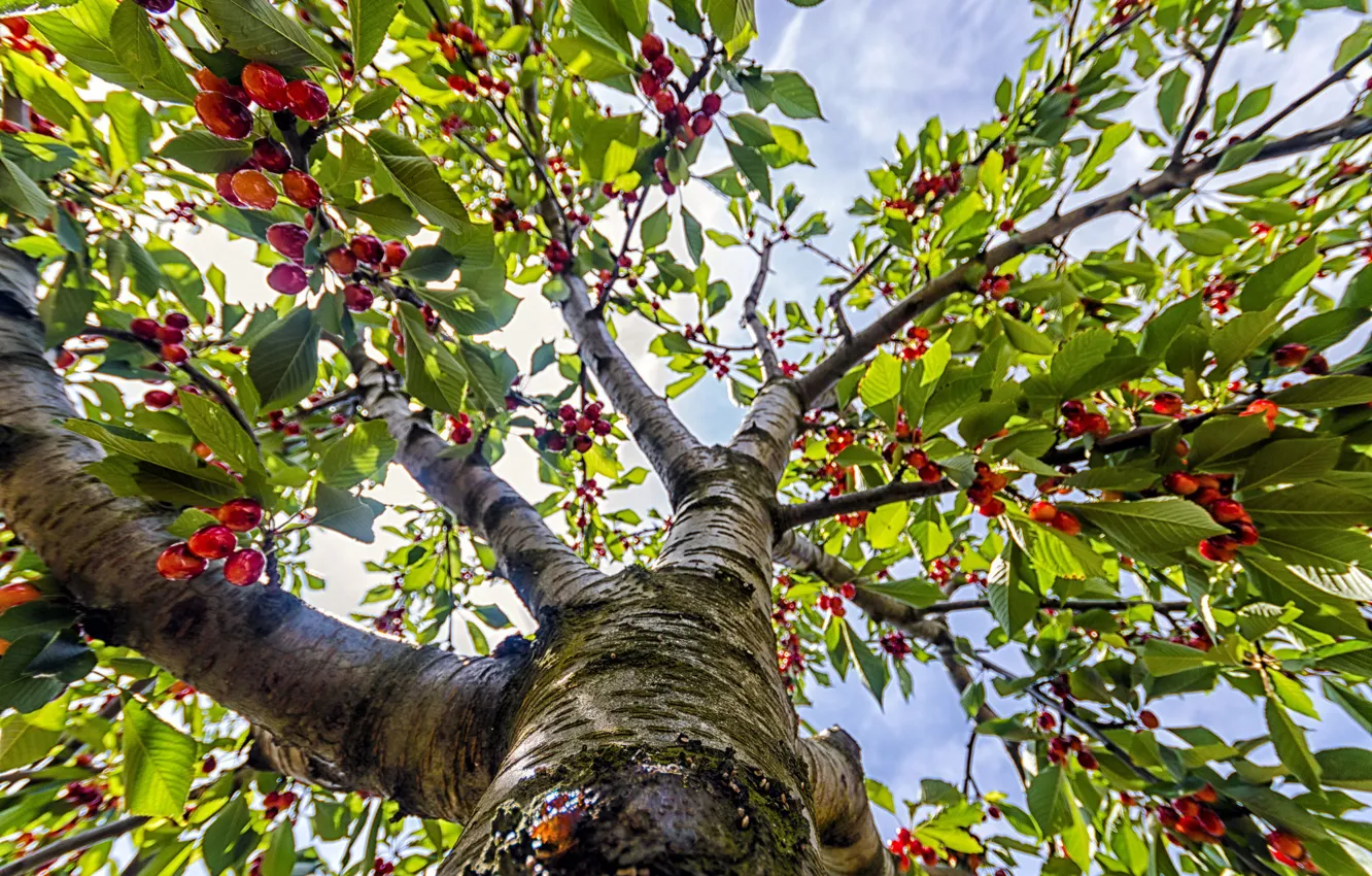 Photo wallpaper the sky, leaves, trees, branches, berries, trunk, cherry