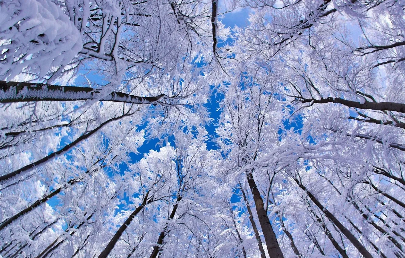 Photo wallpaper winter, the sky, snow, trees