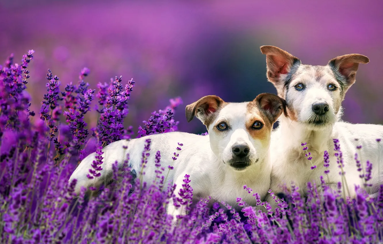 Photo wallpaper flowers, a couple, lavender, bokeh, two dogs