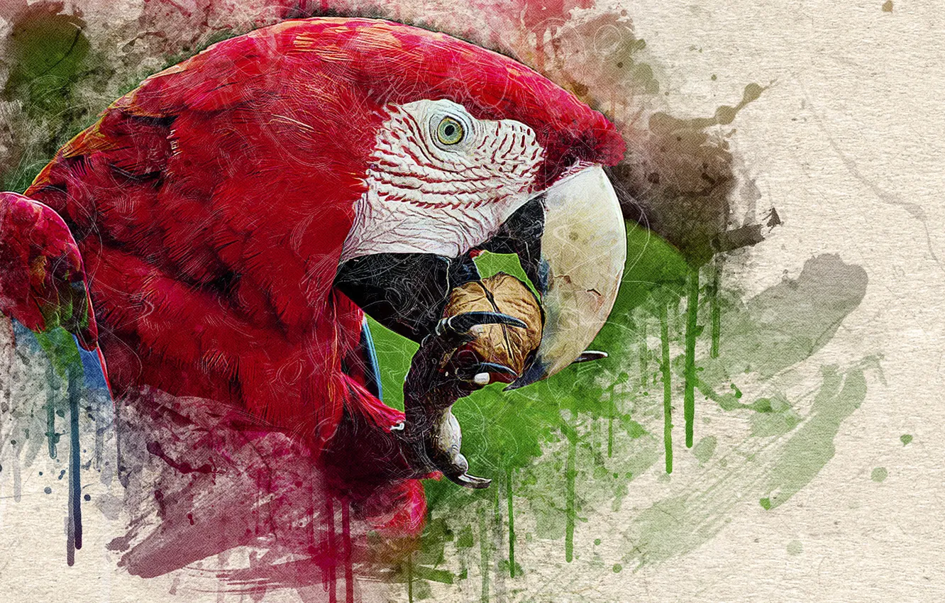 Photo wallpaper texture, beak, walnut, The head of a parrot, drips of paint