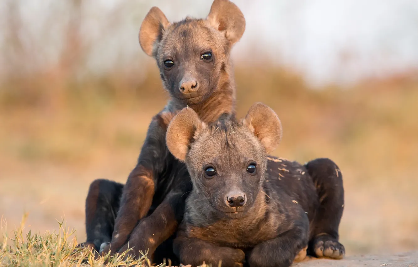 Photo wallpaper nature, background, Hyena Cubs
