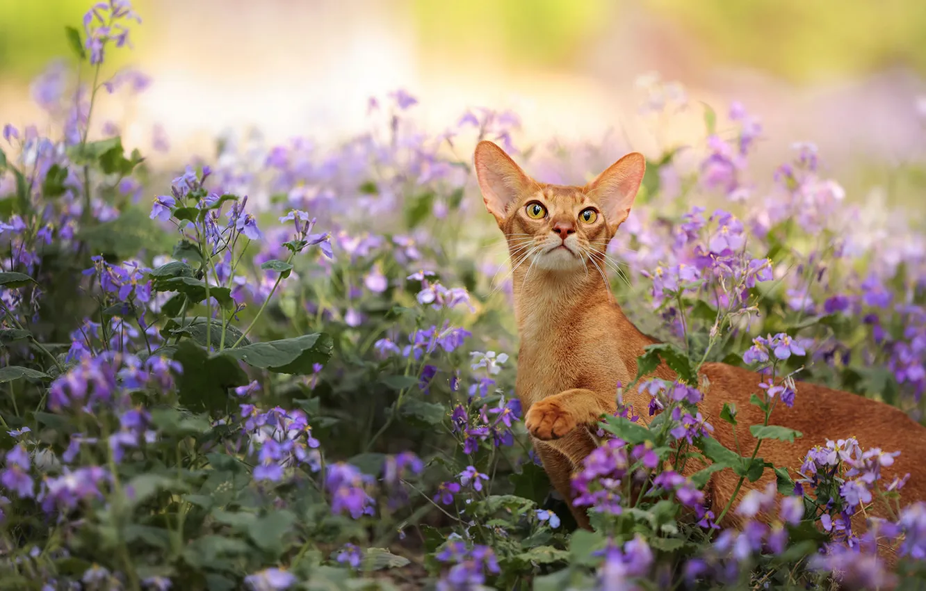 Photo wallpaper cat, cat, look, pose, face