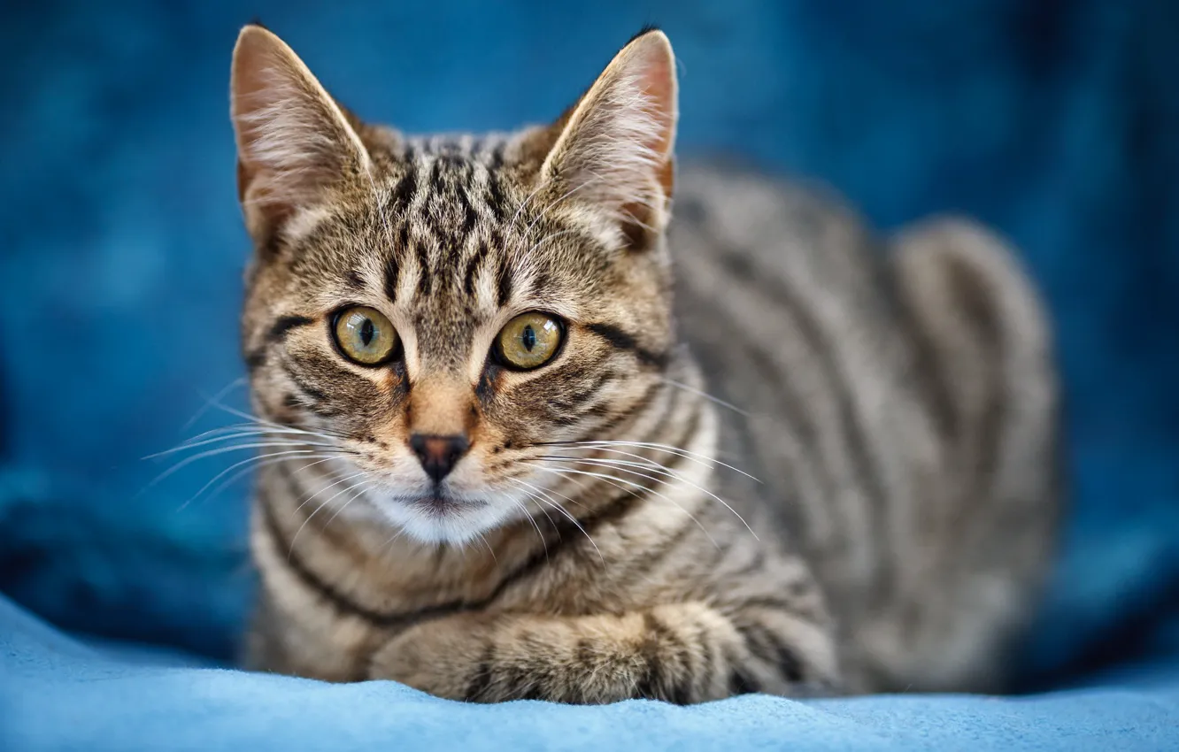 Photo wallpaper cat, look, grey, portrait, lies, plaid, kitty, face