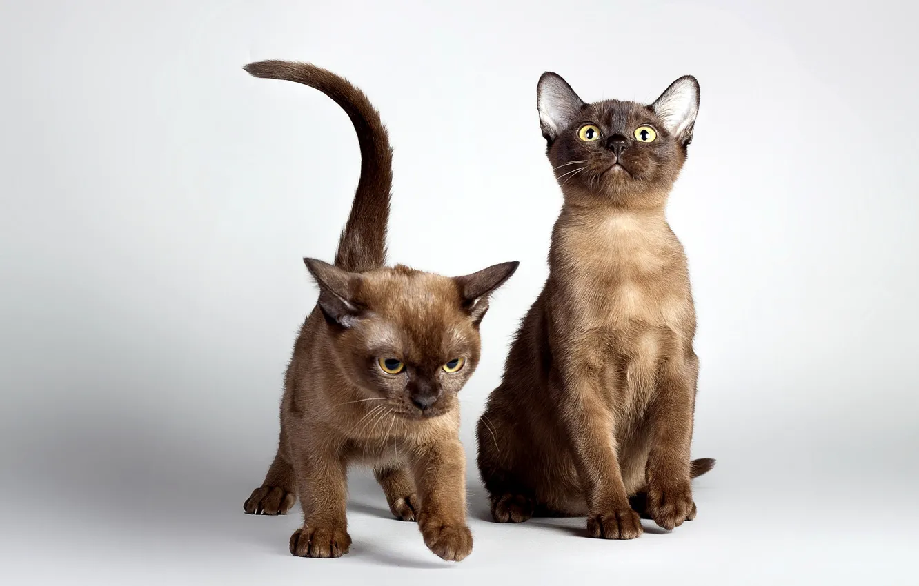 Photo wallpaper cat, photo, animal, kitty, two