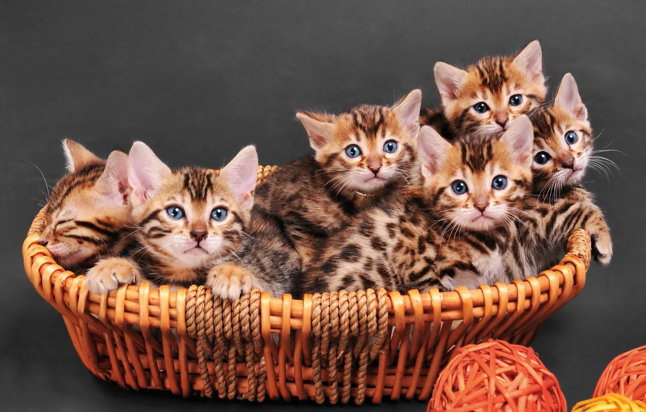 Photo wallpaper cat, kitty, basket, Bengal