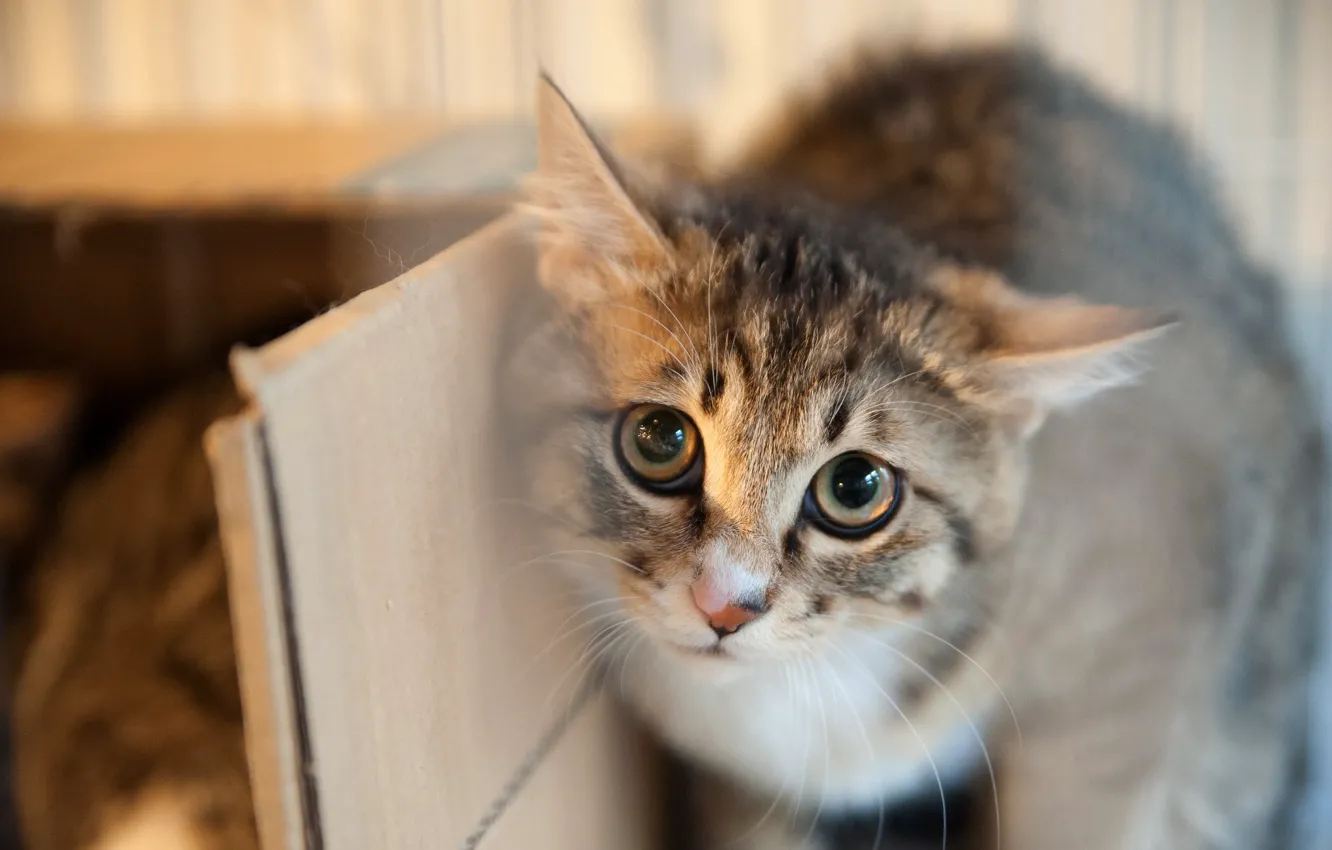 Photo wallpaper sadness, cat, eyes, cat, look, face, grey, background